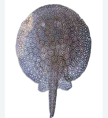 Record photograph for Plesiotrygon nana